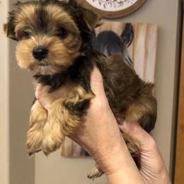 Yorkshire Terrier Puppies from Happy Days Acres and Yorkies