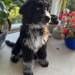 Aussiedoodle Puppies from Sugar Creek Oodles