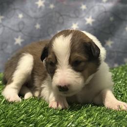 Boo - female Scottish Collie puppy in Newcastle, Wyoming from 7K Collies