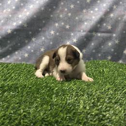 Boo - female Scottish Collie puppy in Newcastle, Wyoming from 7K Collies