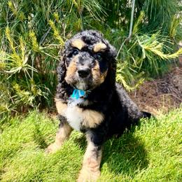 Azalea - Phantom female Bernedoodle puppy in Hegins, Pennsylvania from Bubbling Springs Doodles, LLC