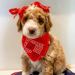 Sandy - Apricot female Aussiedoodle puppy in Flagstaff, Arizona from Gunstock Doodles