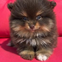 Karma - Chocolate and tan female Pomeranian puppy in Buck Valley, Pennsylvania from Buck Valley Pomeranians