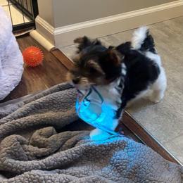 AKC Otis - Black tan and white male Biewer Terrier puppy in Fruitport, Michigan from Nest of Wellbeing’s Biewers