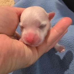 Lyric - White male Maltese puppy in Ludington, Michigan from OT Maltese & Co