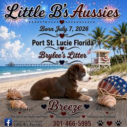 Boy 3 - male Miniature Australian Shepherd puppy in Port Saint Lucie, Florida from Charlene Brannon's Mini Australian Shepherds