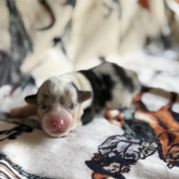 Boy 1 - male Pembroke Welsh Corgi puppy in Hillsville, Virginia from Bonderosa Kennels