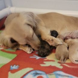 Dachshunds from C & E dachshunds