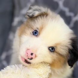 Debby - Blue merle female Miniature American Shepherd puppy in Clinton, Missouri from Mockingbirds American Minis