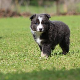 Miniature Australian Shepherd and Toy Australian Shepherd Puppies from Rocky Hill Aussies