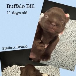 Buffalo Bill - Liver male Shih Tzu puppy in Beatrice, Nebraska from I Shih Tzu Not Puppies