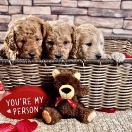 Goldendoodle Puppies from Ohana Doodles