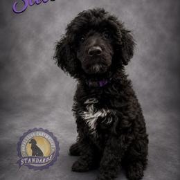 Cartwright's Salome the Devoted - Black female Poodle puppy in Albany, Kentucky from Impressive Cartwright Standards