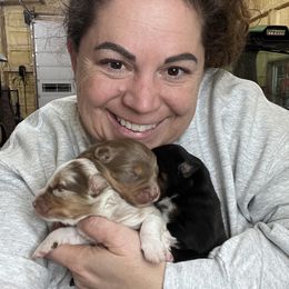 Aussiedoodle, Australian Shepherd, Poodle, Shihpoo, and Shih Tzu Puppies from Rockiń N Kennel