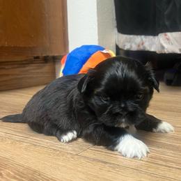 Boy3 longer white right front paw - Brindle male Shih Tzu puppy in Citrus Heights, California from The Lion dog Shih Tzu
