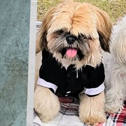 Shih Tzus from Santosh Abraham