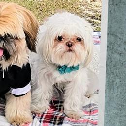 Shih Tzus from Santosh Abraham