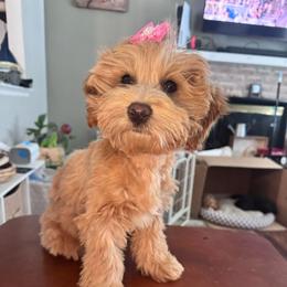Mira - Red female Maltipoo puppy in West Jordan, Utah from Mid Sized Maltipoos and More LLC