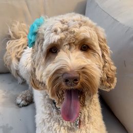 Poppy - Australian Labradoodle