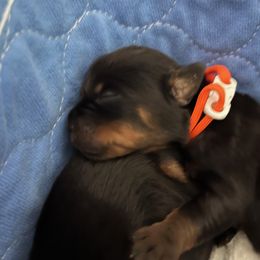Rottweiler Puppies from Thistle Wild Rottweilers