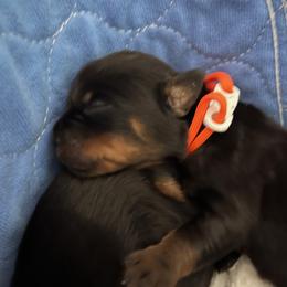 Rottweiler Puppies from Thistle Wild Rottweilers