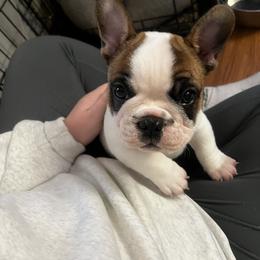 French Bulldog Puppies from The three little frenchies
