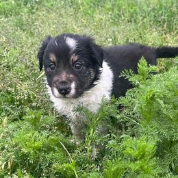 Clover - Tri-color female Border Collie puppy in Elkhorn, Wisconsin from MoonStar Farm
