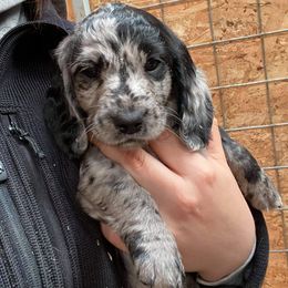 Dachshund Puppies from Mimi’s Doxies