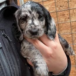 Dachshund Puppies from Mimi’s Doxies