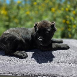Willie - Black brindle male Cane Corso puppy in Klamath Falls, Oregon from Sharon Lloyd