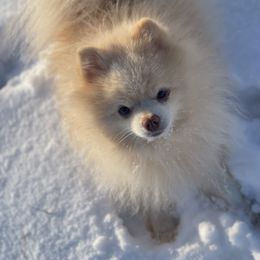 Jack - Pomeranian