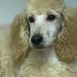 Great Danes and Poodles from Bear Creek Poodlery