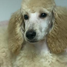 Great Danes and Poodles from Bear Creek Poodlery
