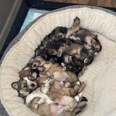 Shih Tzu, Shorkie, and Yorkshire Terrier Puppies from Great Mates