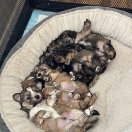 Shih Tzu, Shorkie, and Yorkshire Terrier Puppies from Great Mates