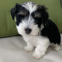 Ember - Havanese puppy in North Carolina from Guys & Dolls of La Brisa Havanese