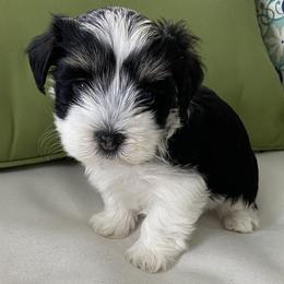 Ember - Havanese puppy in North Carolina from Guys & Dolls of La Brisa Havanese