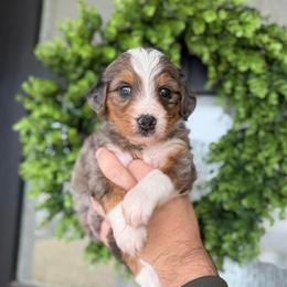 Hobart - male Australian Mountain Doodle puppy in Spanish Fork, Utah from K Brand Doodles