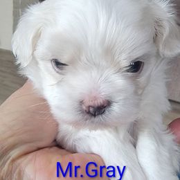 Mr. Grey - White male Maltese puppy in Allentown, Pennsylvania from Linda's Lovely Maltese
