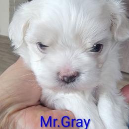 Mr. Grey - White male Maltese puppy in Allentown, Pennsylvania from Linda's Lovely Maltese