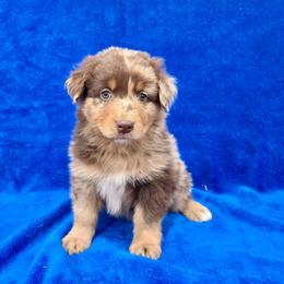 Ritchie - Red merle female Australian Shepherd puppy in Collinston, Utah from Corbridge Aussies