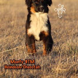 Monty - Black tri male Miniature American Shepherd puppy in Elgin, Oregon from Cross L Miniature American Shepherds