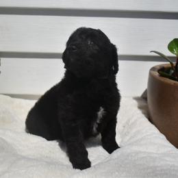 Betty - Black and white female Aussiedoodle puppy in Angola, Indiana from Classic City Doodles