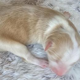Sarah - Red & white female Miniature American Shepherd puppy in Tonopah, Arizona from King's Miniature American Shepherds