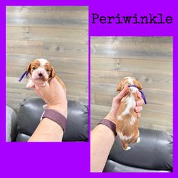 Periwinkle - Blenheim female Cavalier King Charles Spaniel puppy in De Pere, Wisconsin from Rose Garden Kennels
