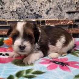 F6 - Fawn female Havanese puppy in Deer Park, Washington from Mt. Top Havanese