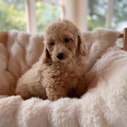 Froyo - Cream female Goldendoodle puppy in North Royalton, Ohio from Johnson's Doodles