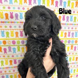 Goldendoodle Puppies from HappyHazelDoodles