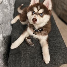 Pomsky Puppies from Jubilee Hills