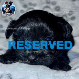 RESERVED - Black male Miniature Schnauzer puppy in Spruce Pine, North Carolina from Schnauzers of Blue Ridge